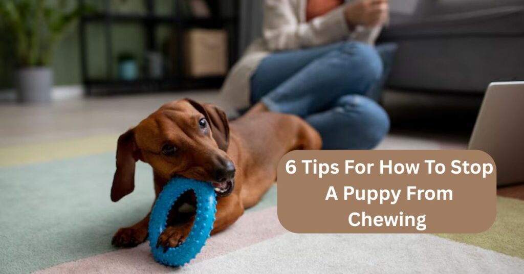 6 Tips For How To Stop A Puppy From Chewing
