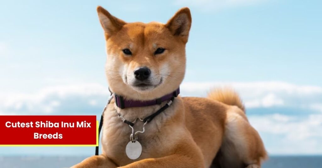 Discover the Cutest Shiba Inu Mix Breeds You’ll Love