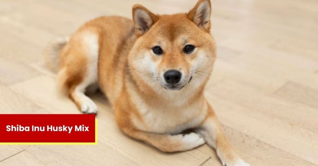 Top 10 Facts About the Shiba Inu Husky Mix You Didn't Know