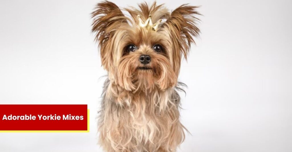 10 Adorable Yorkie Mixes You’ll Instantly Fall In Love With