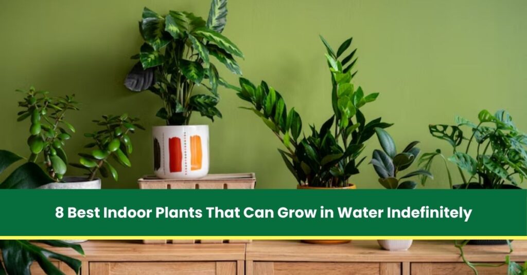 8 Best Indoor Plants That Can Grow in Water Indefinitely