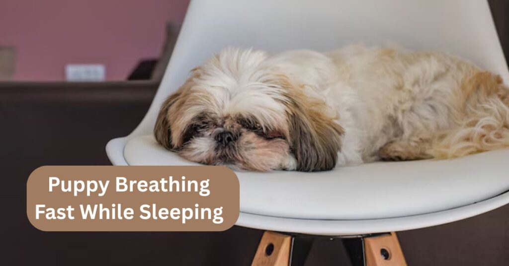 Puppy Breathing Fast While Sleeping
