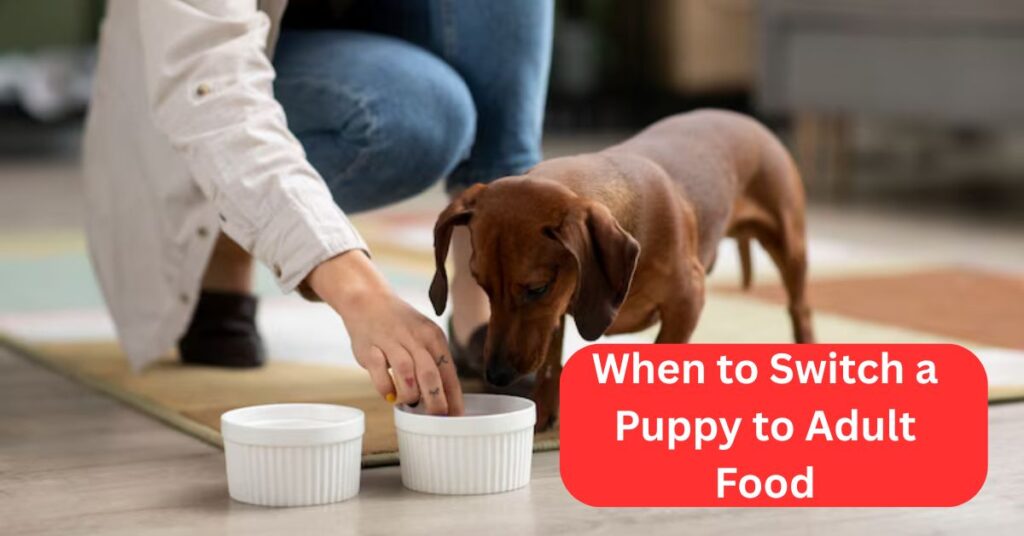 When to Switch a Puppy to Adult Food