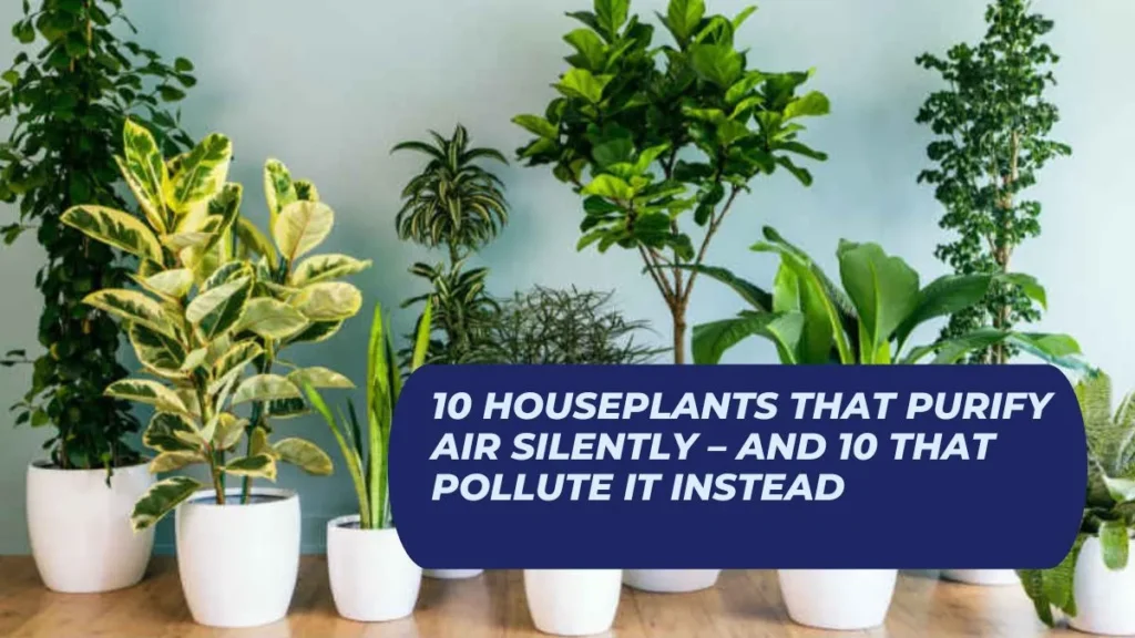 10 Houseplants That Purify Air Silently – And 10 That Pollute It Instead