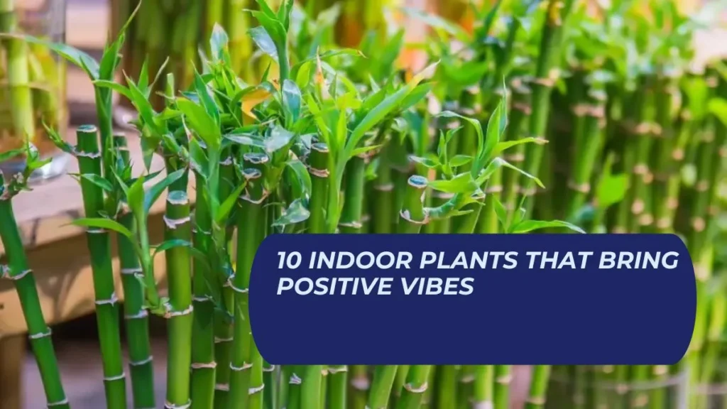 10 Indoor Plants That Bring Positive Vibes