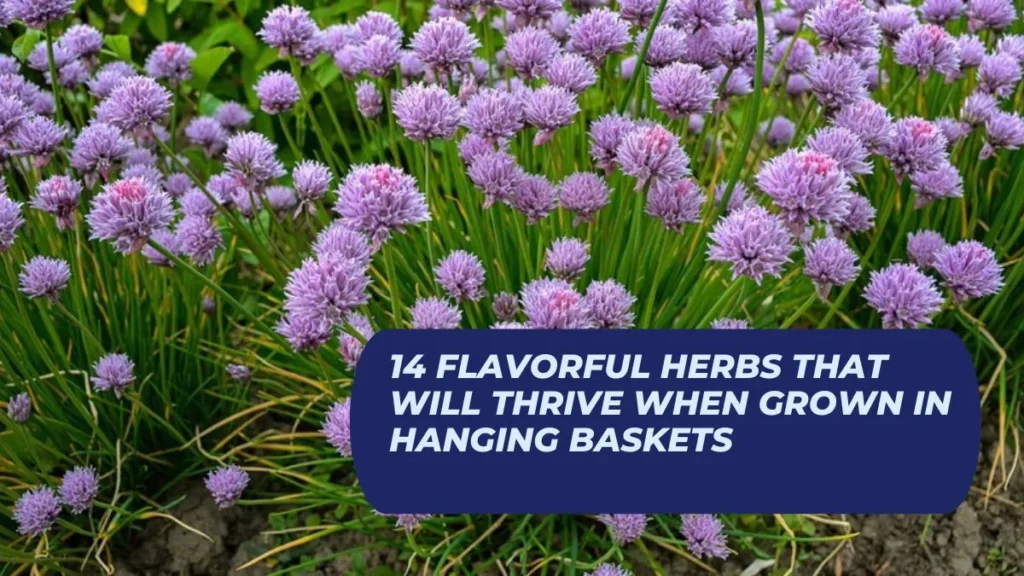 14 Flavorful Herbs That Will Thrive When Grown In Hanging Baskets