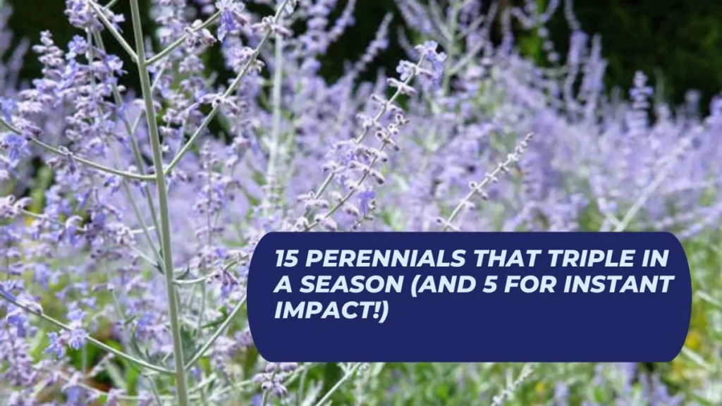 15 Perennials That Triple in a Season (and 5 for Instant Impact!)