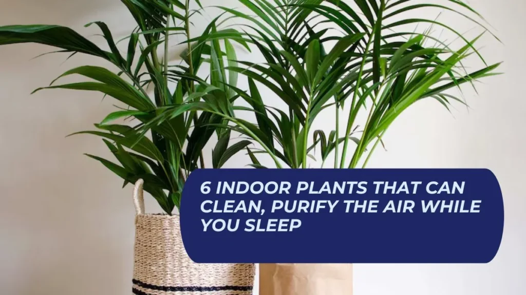 6 indoor plants that can clean, purify the air while you sleep
