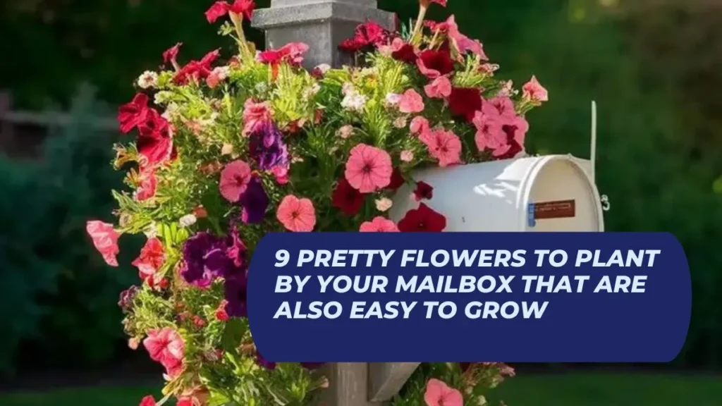 9 Pretty Flowers to Plant by Your Mailbox That Are Also Easy to Grow