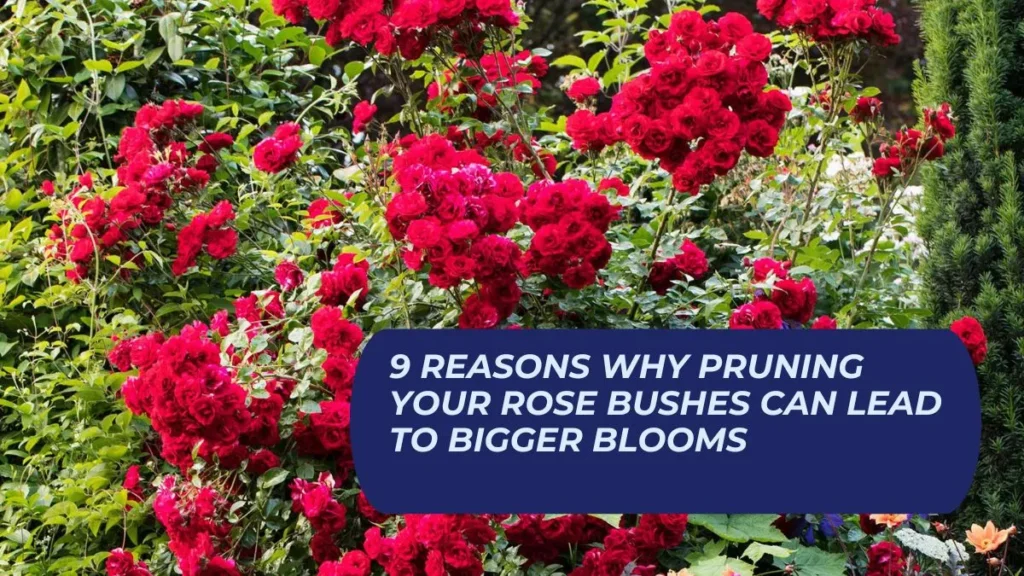 9 Reasons Why Pruning Your Rose Bushes Can Lead To Bigger Blooms