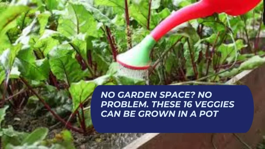 No Garden Space? No Problem. These 16 Veggies Can Be Grown In A Pot